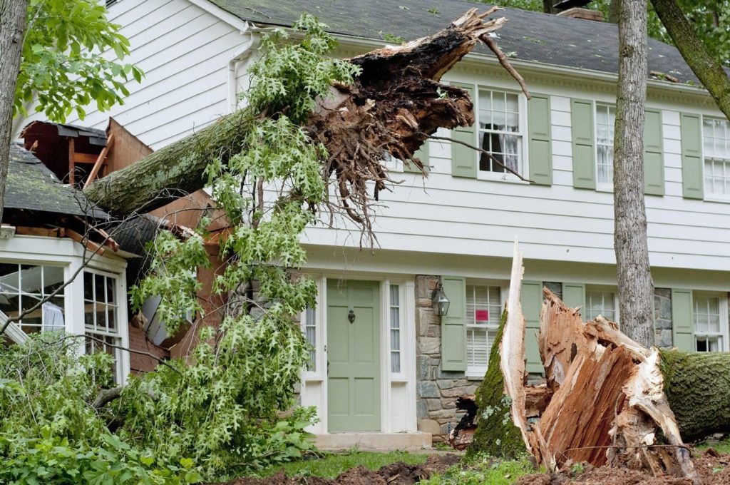 tree through house