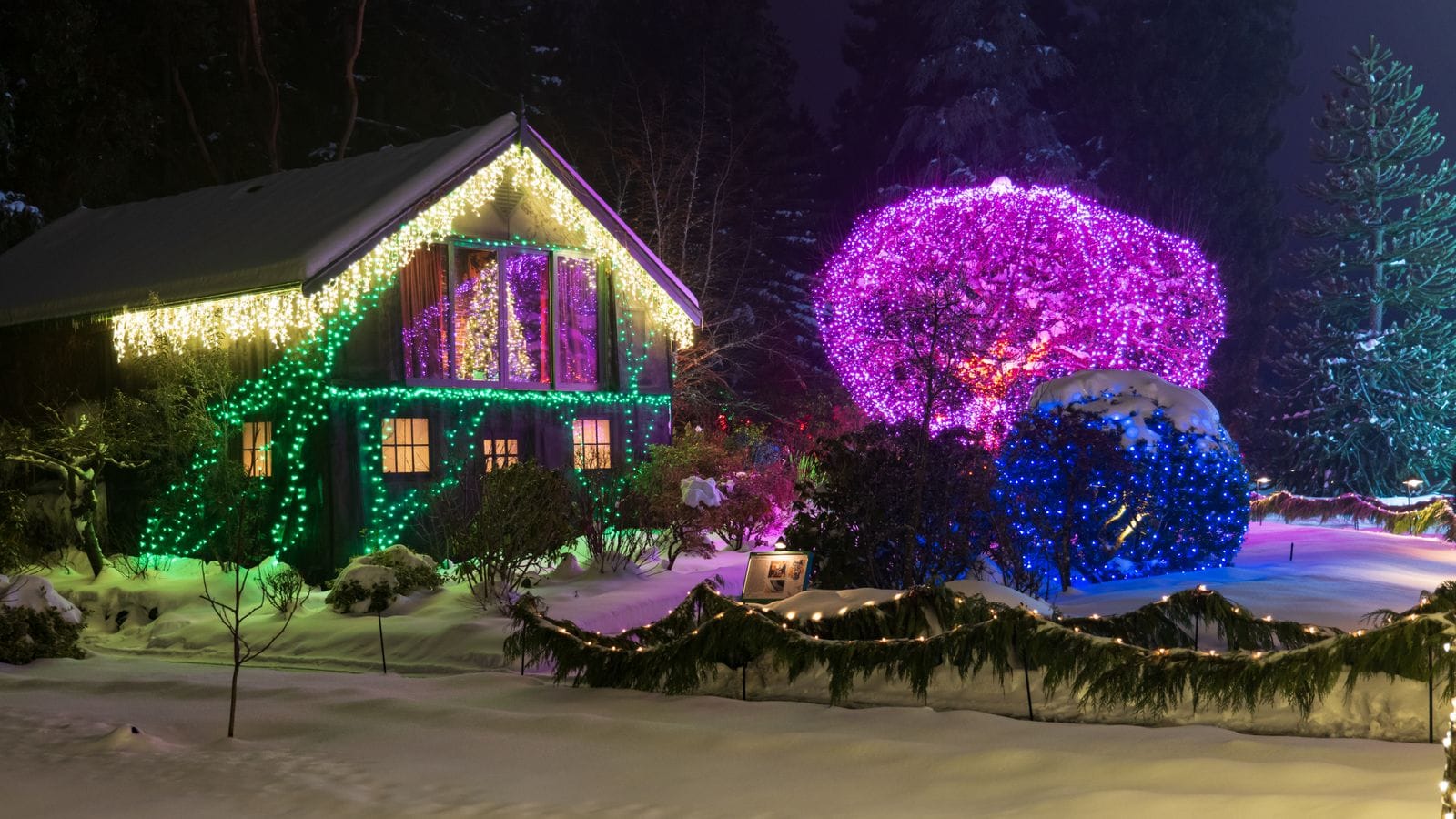 Colorful light display with lit shrubs